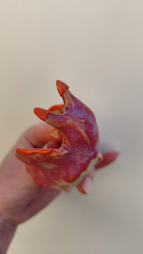 nøgensnegl, rød og orange (6)