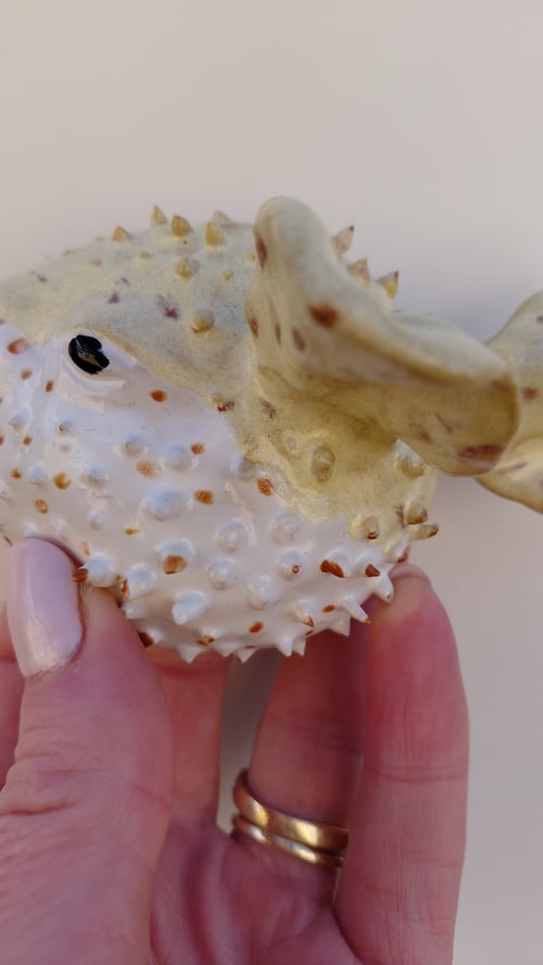 væghængt kuglefisk, gul (3)