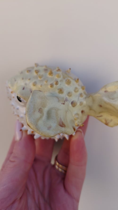 væghængt kuglefisk, gul (4)