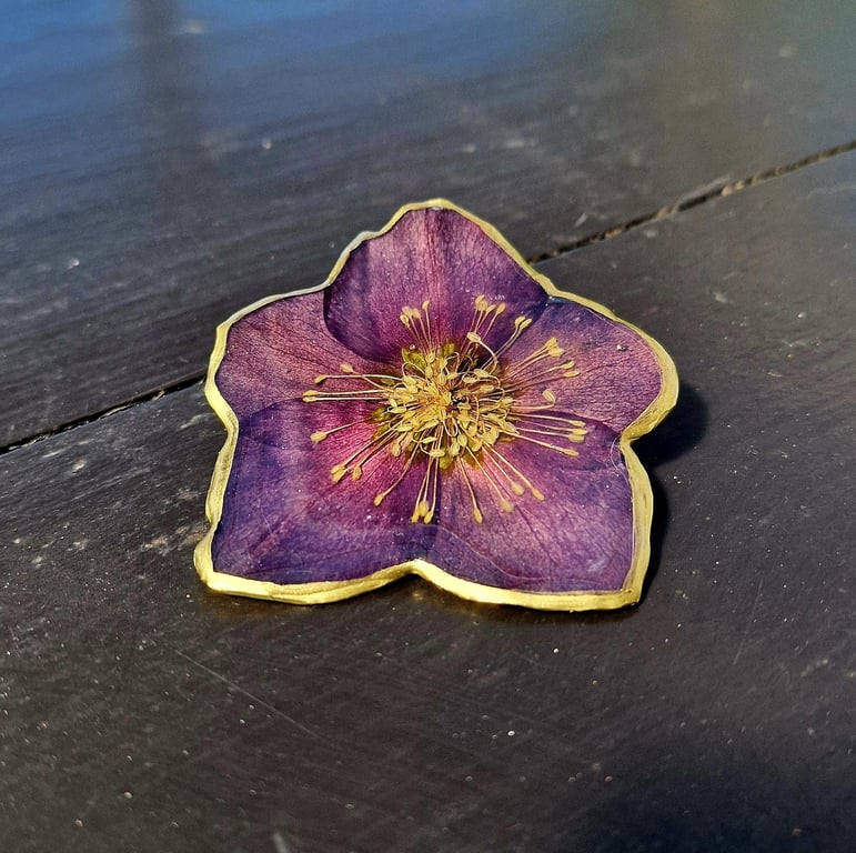 Helleborus broche