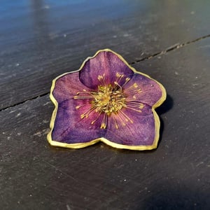 Helleborus broche – produktbillede