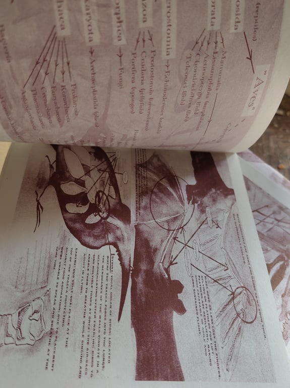 Aves (zine) billede 3