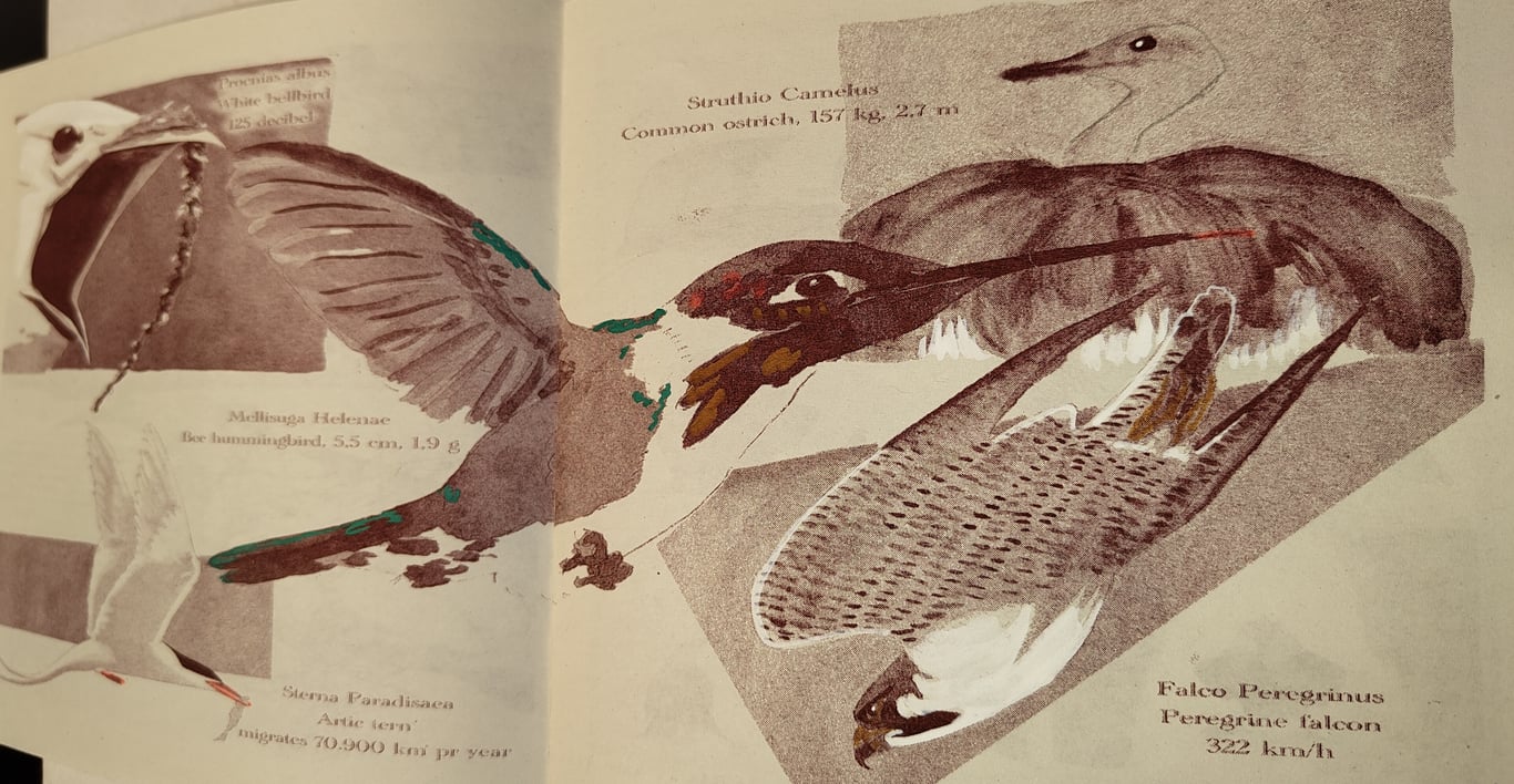 Aves (zine) billede 4