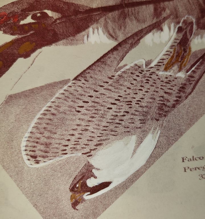 Aves (zine) billede 5