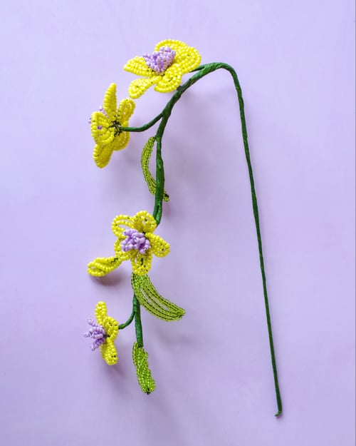 Florina - Limegul perleblomst (4)