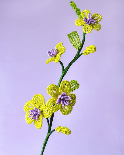 Florina - Limegul perleblomst (5)