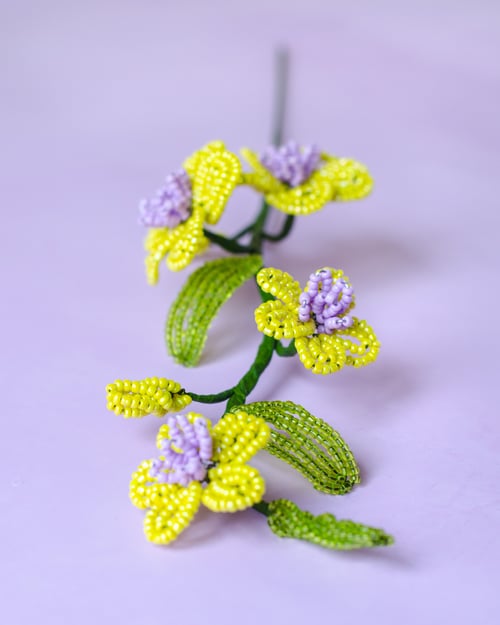 Florina - Limegul perleblomst (3)