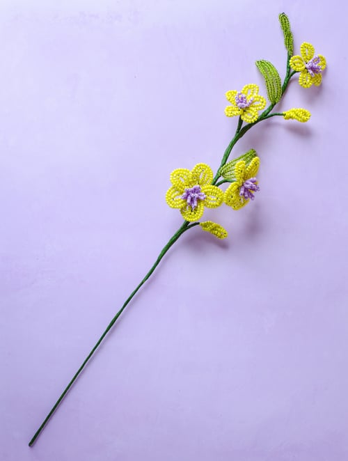 Florina - Limegul perleblomst (2)