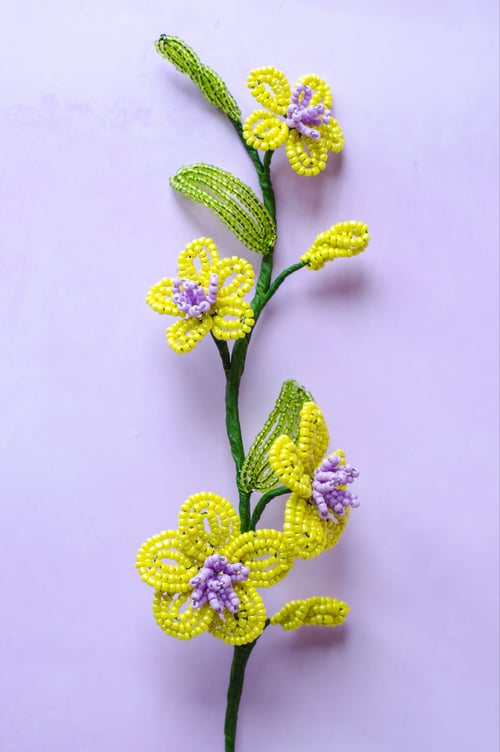 Florina - Limegul perleblomst (6)