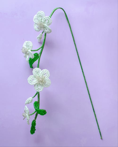 Florina - Perlemint (3)