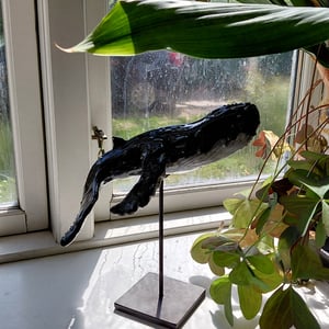 pukkelhval på stage – produktbillede