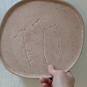 Fad rosa Vild gulerod  – produktbillede