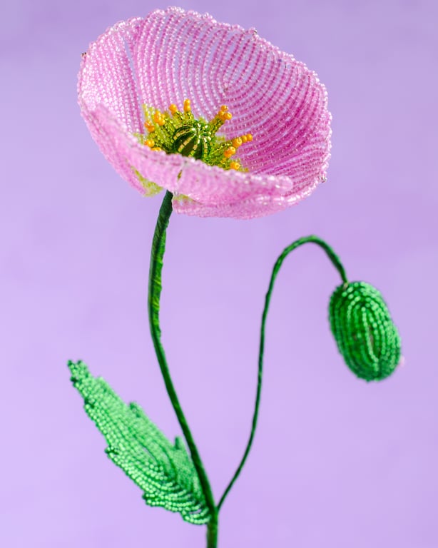 Islandsk valmue - Pink perlemor