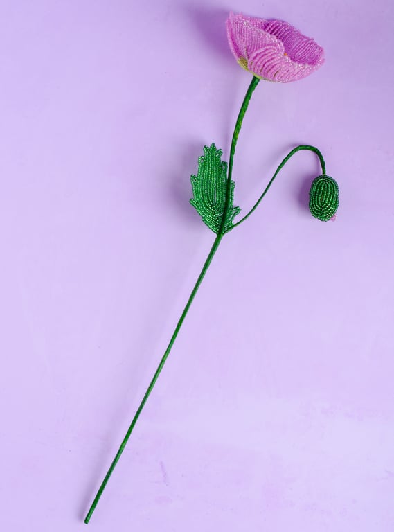 Islandsk valmue - Pink perlemor billede 5
