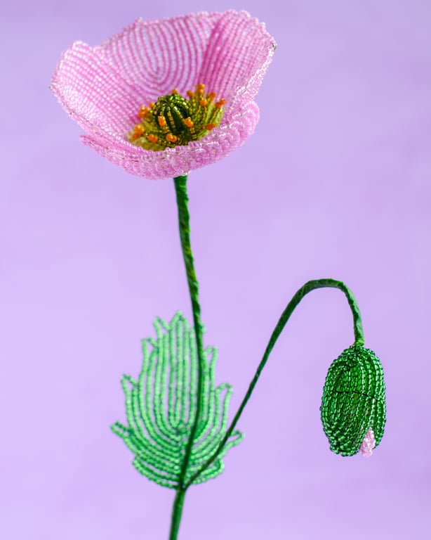 Islandsk valmue - Pink perlemor billede 4