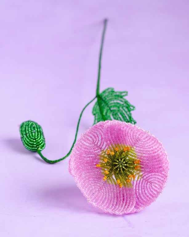 Islandsk valmue - Pink perlemor billede 6