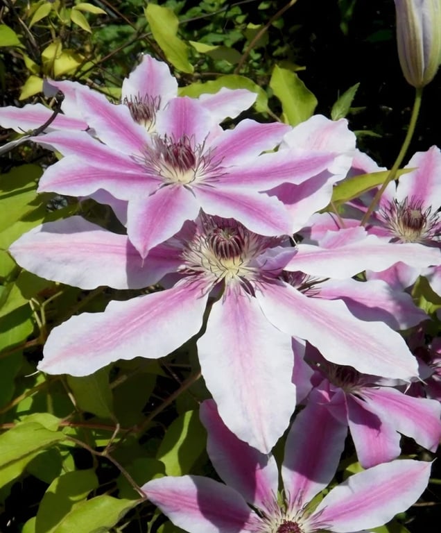 Klematis broche billede 4