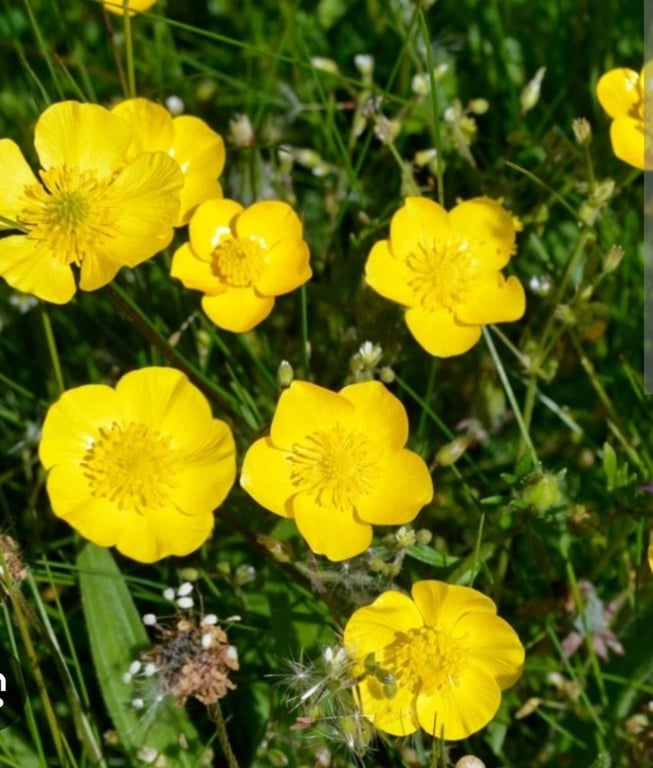 Smørblomst kort. billede 2