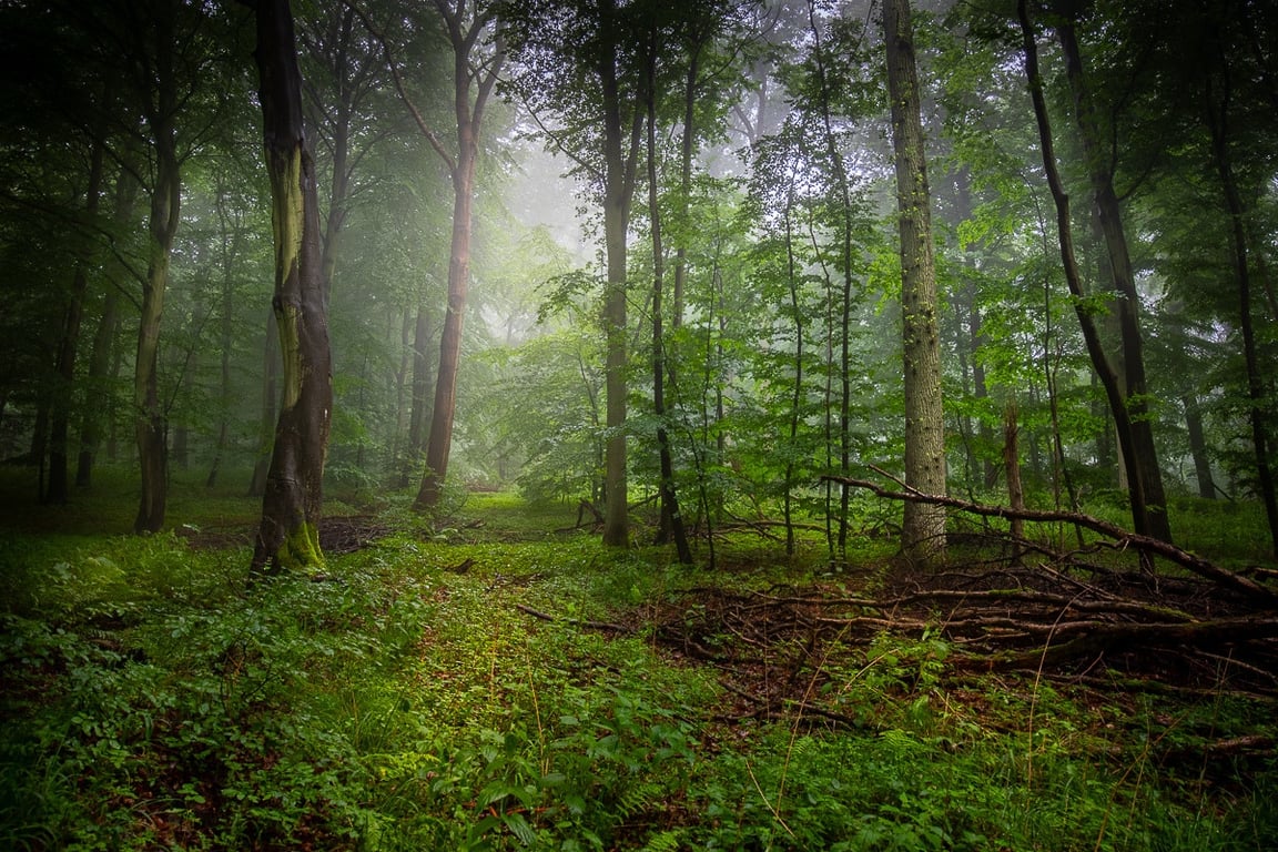En tidlig diset sommermorgen i Klinteskoven på Møn