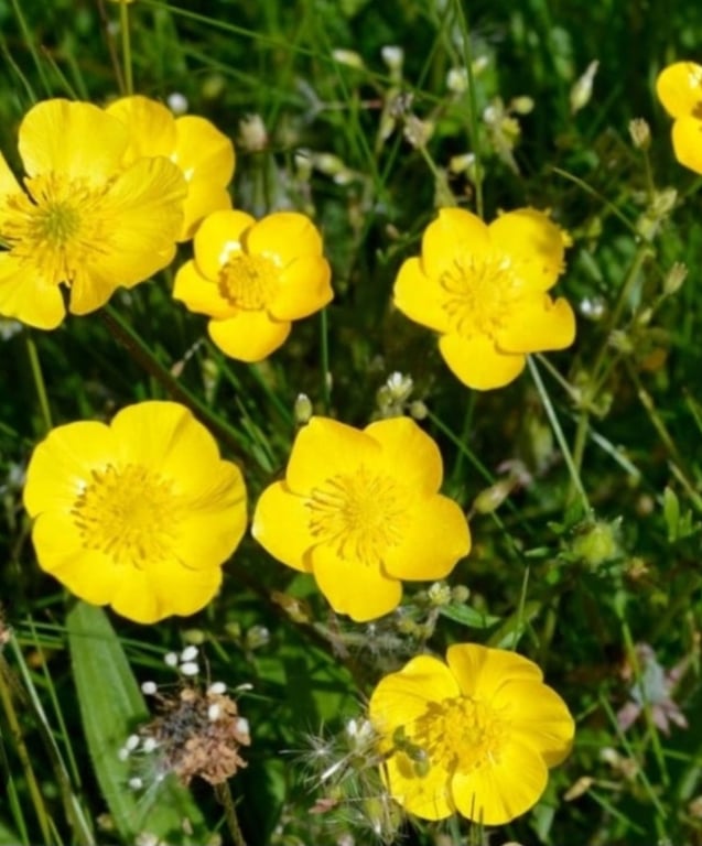 Smørblomster hoops. billede 2