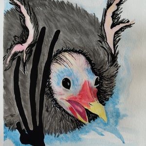 Moorhen chick – produktbillede