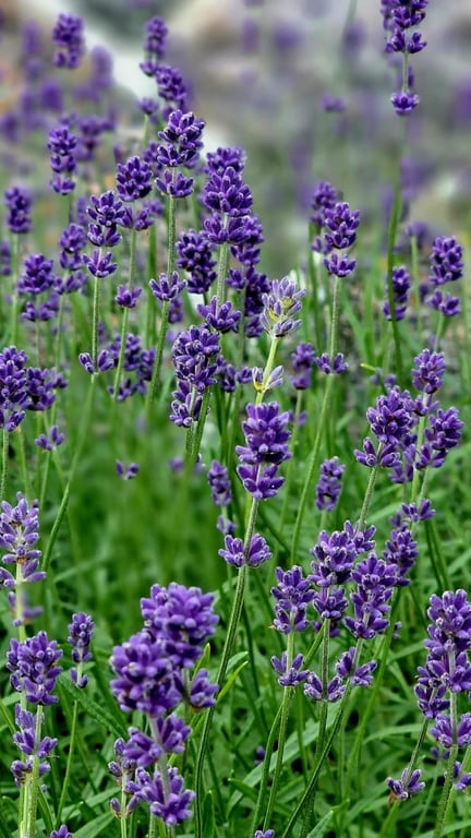 Lavendel krans billede 3