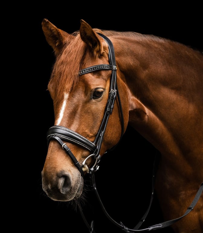 Brun hest med sort hovedtøj mod sort baggrund.