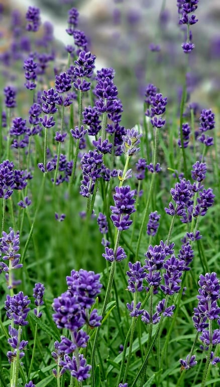 Kraftig lavendel krans billede 3