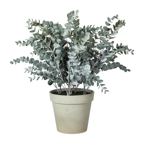 Eucalyptus (3)