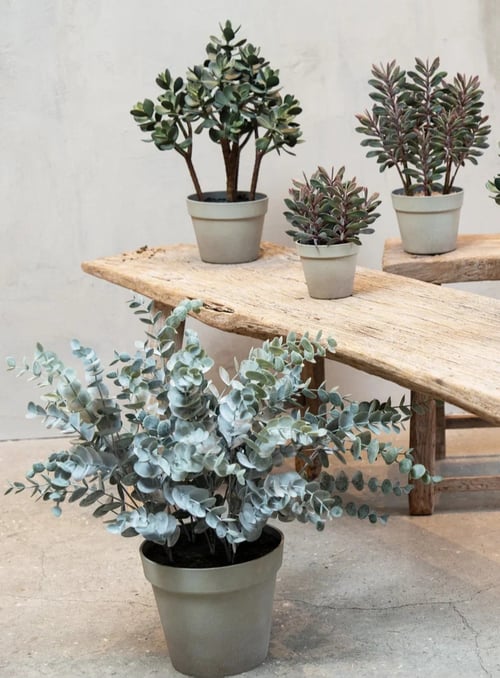 Eucalyptus (1)