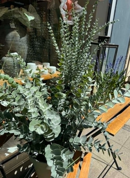 Eucalyptus (2)