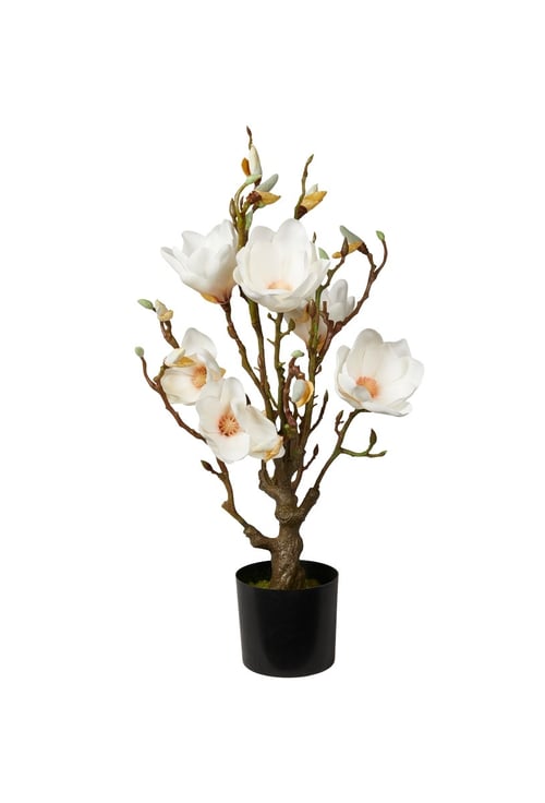 Magnolia (2)