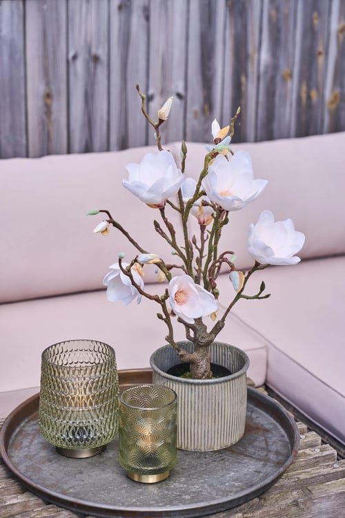 Magnolia (1)