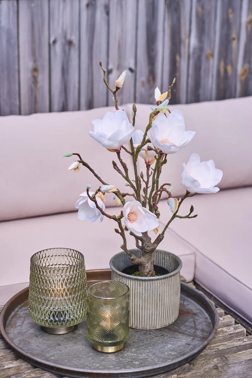 Magnolia