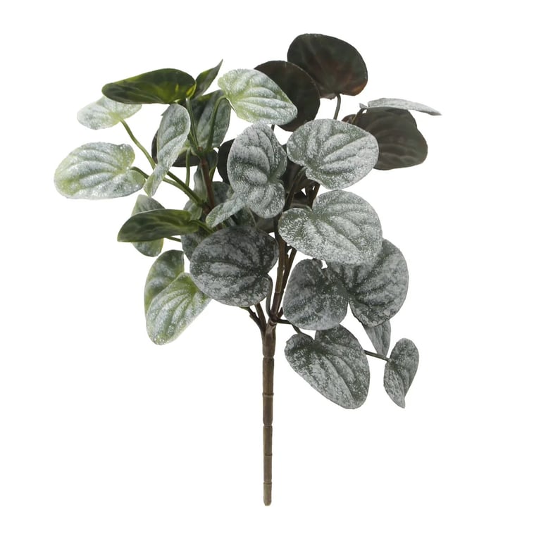peperomia
