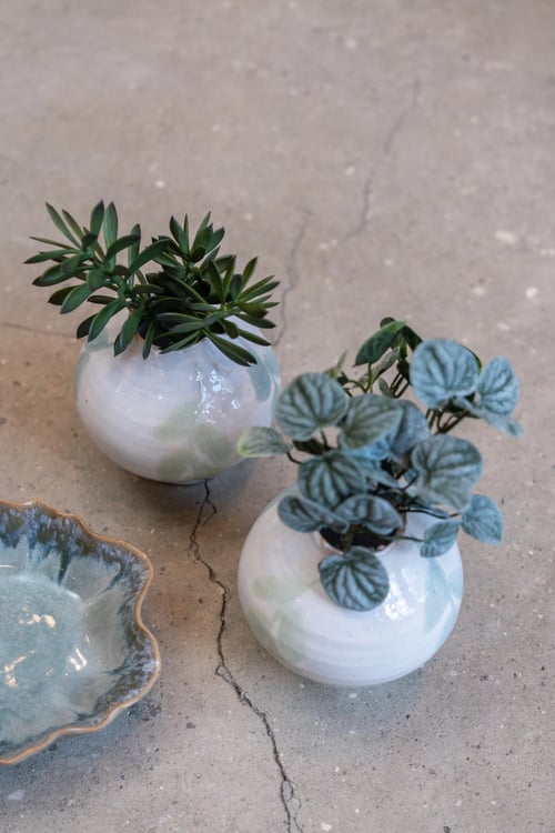 peperomia (2)