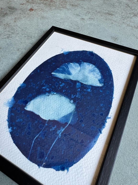 “Valmue #3” cyanotype billede 3