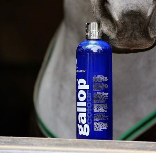 Flaske med blå væske mærket "Gallop Equinology" placeret foran en grå hests mule. (1)