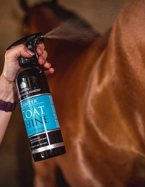 Hånd sprayer Coat Shine conditioner på en brun hests pels. (1)