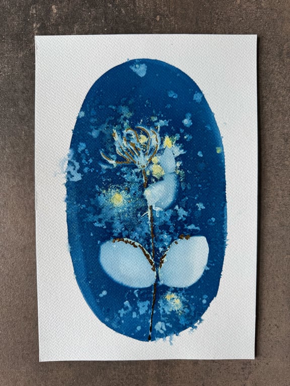 Kaprifolie #1 Cyanotype 