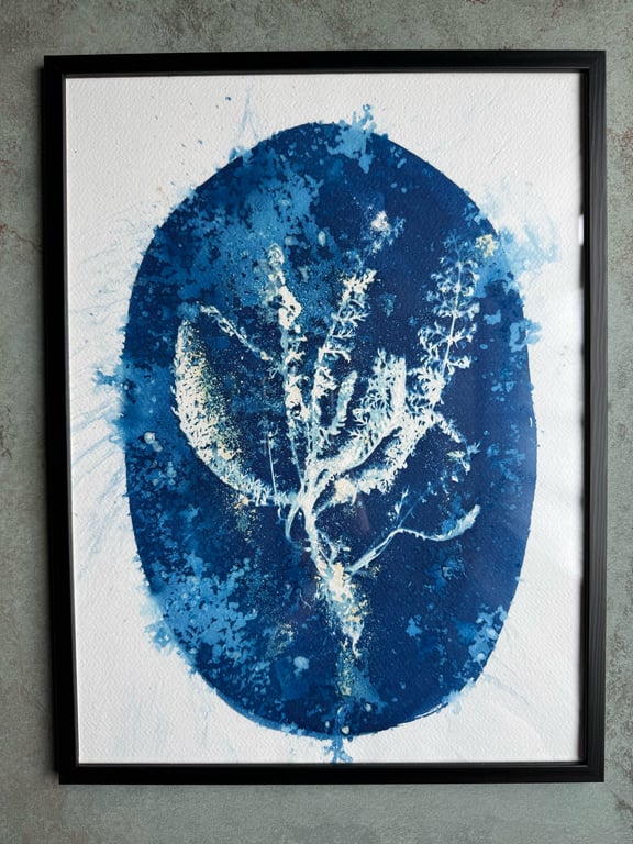 Røllike #1 Cyanotype 