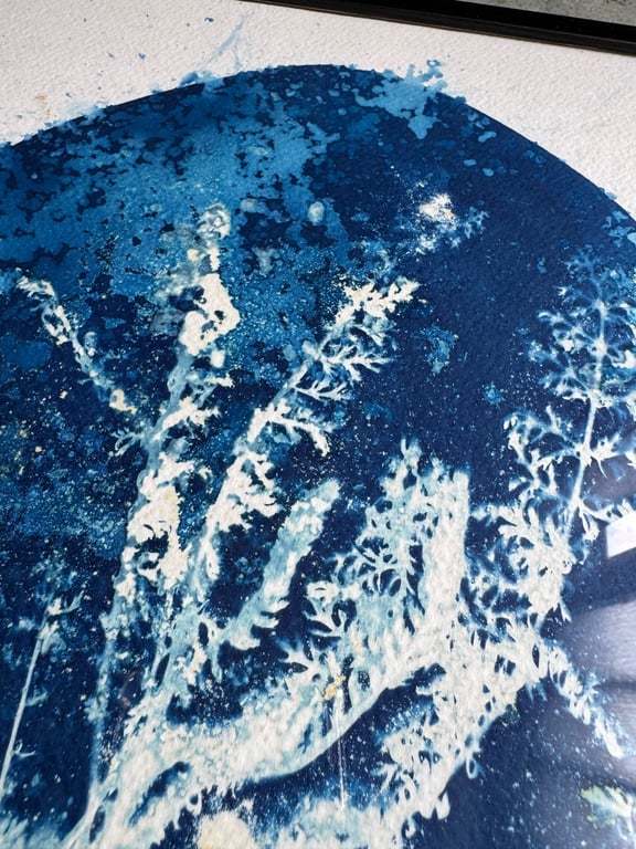 Røllike #1 Cyanotype  billede 2
