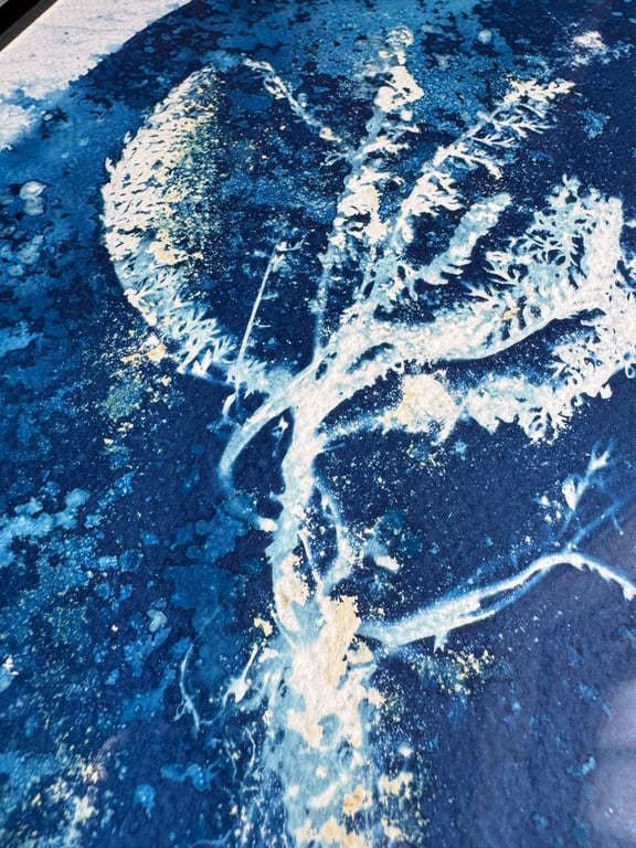 Røllike #1 Cyanotype  billede 3