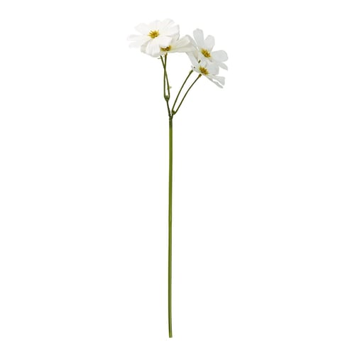 Cosmos (1)