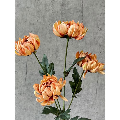 Chrysanthemum karamel 83 cm (2)