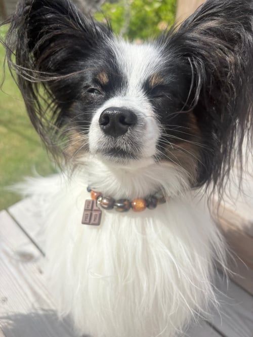 Hundehalsbånd  (1)