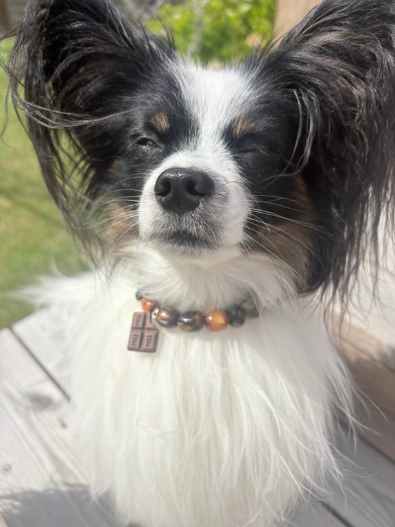Hundehalsbånd 