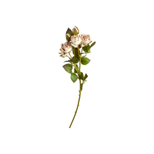 Rose (1)