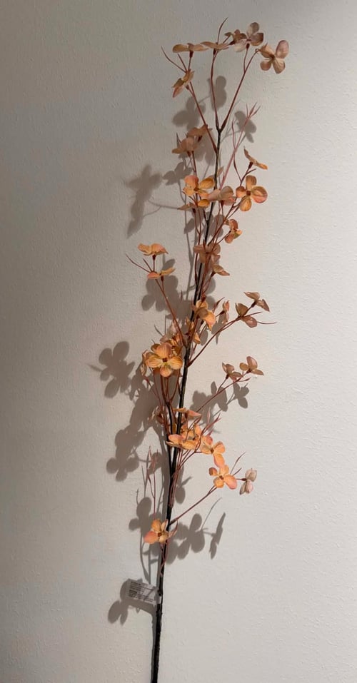 Hortensia (2)