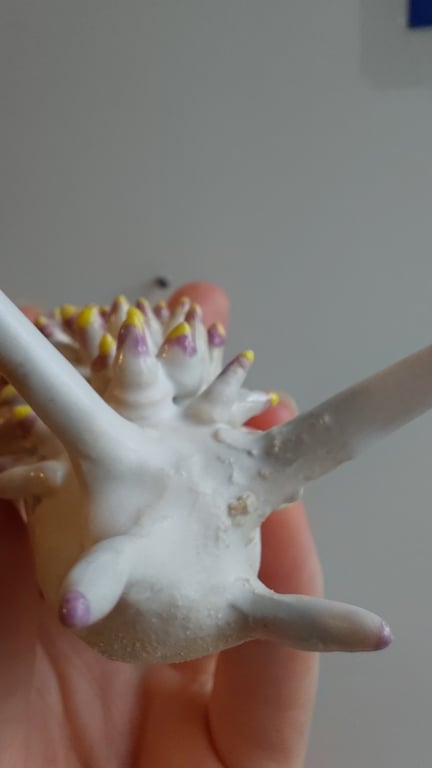 væghængt nøgensnegl  billede 8